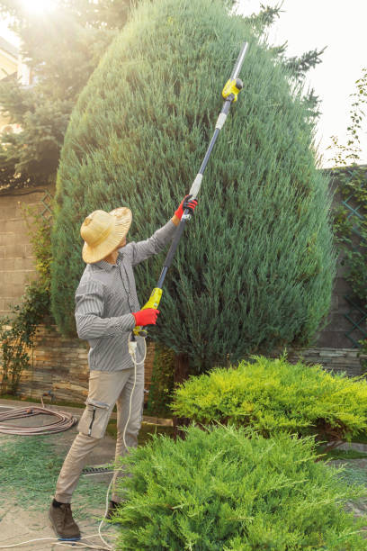 Best Emergency Tree Removal  in Wellsville, UT